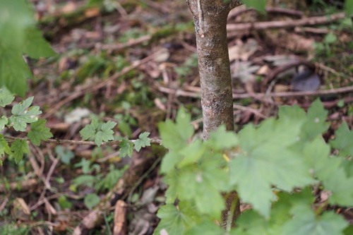 Image of Acer diabolicum by (c) harum.koh, some rights reserved (CC BY-SA)