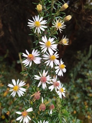 Diplostephium ericoides