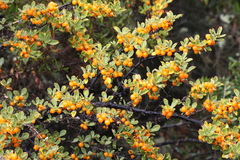 Coprosma montana