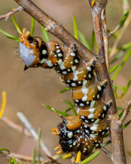 Psalidostetha banksiae