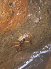 Euthyplociidae