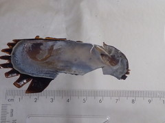 Petrasma borealis