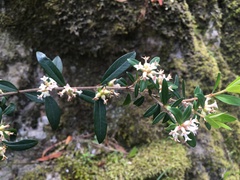 Pimelea drupacea