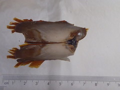 Petrasma borealis