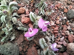 Astragalus geminiflorus