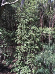Eucryphia lucida