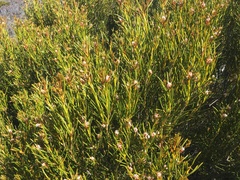 Orites acicularis