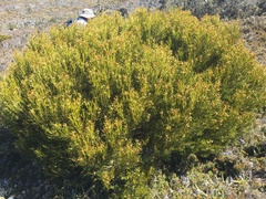 Orites acicularis