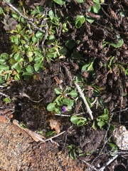 Viola fuscoviolacea