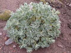 Lupinus alopecuroides