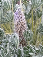 Lupinus alopecuroides