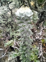 Lasiocephalus ovatus