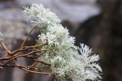 Artemisia mauiensis