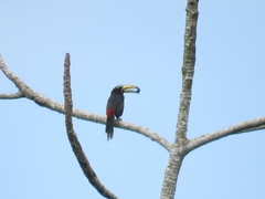 Pteroglossus inscriptus