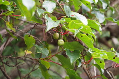 Actinidia arguta