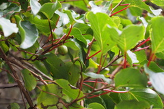 Actinidia arguta