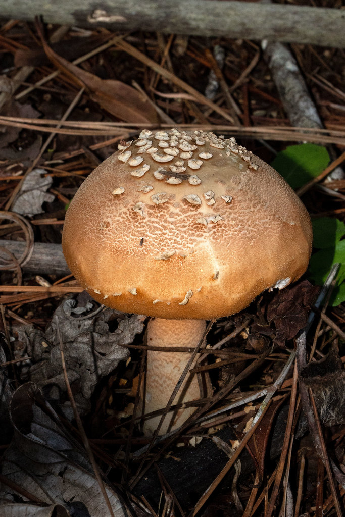 José Cruz's Amanita