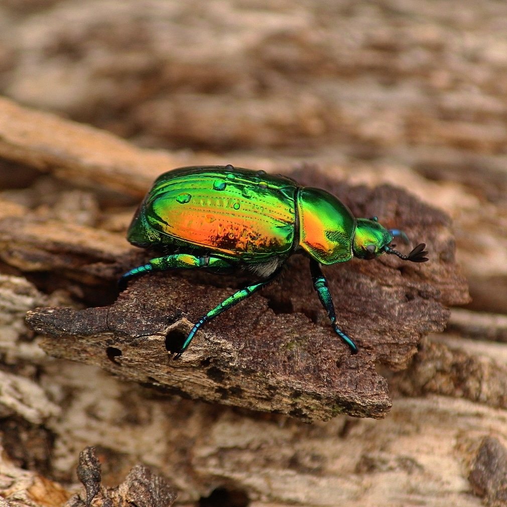 Photos of Precious Metal Beetle (Pelidnota sumptuosa) · iNaturalist