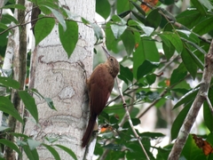 Xiphorhynchus guttatus