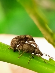 Chalepistes compressus