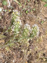 Castilleja lineariloba