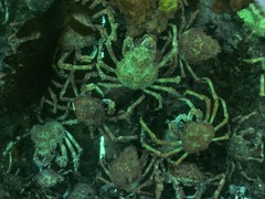 Leptomithrax gaimardii