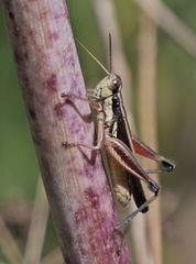 Dichroplus elongatus