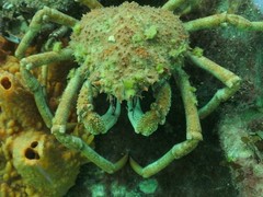 Leptomithrax gaimardii