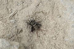 Teleogryllus mitratus