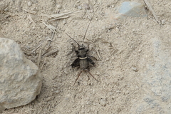 Teleogryllus mitratus