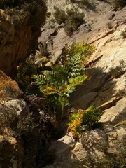 Davallia canariensis