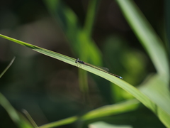 Argentagrion ambiguum