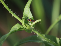 Compsocryptus melanostigma