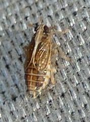 Muellerianella laminalis