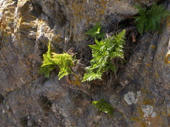Davallia canariensis