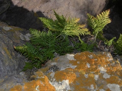 Davallia canariensis