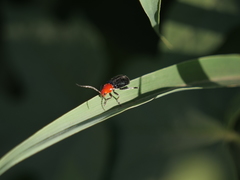 Cacoscelis nigripennis