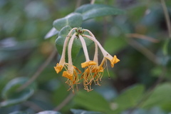 Lonicera caprifolium