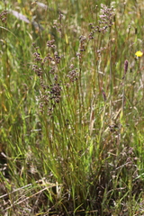 Juncus pallescens