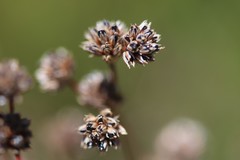 Juncus pallescens