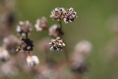 Juncus pallescens