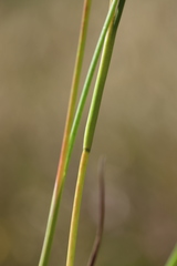 Juncus pallescens