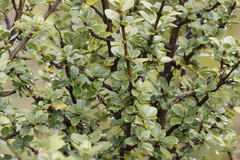 Coprosma montana