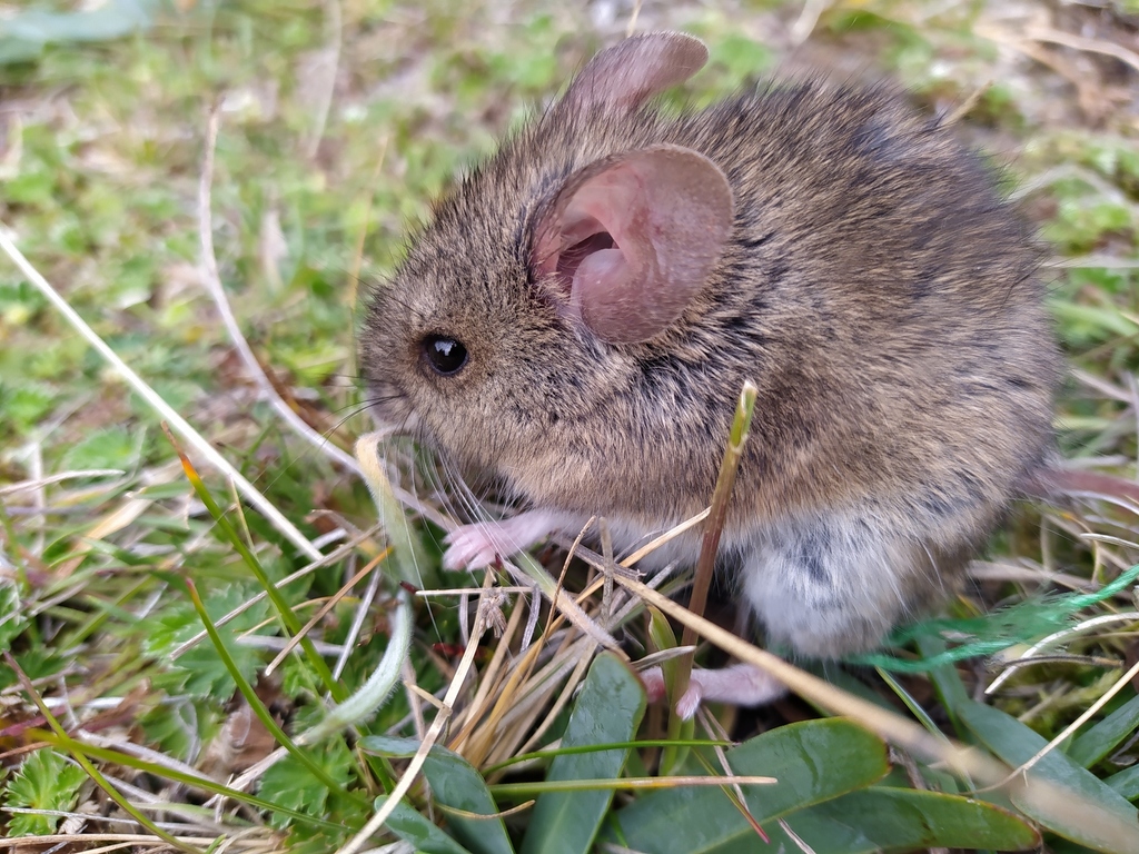 Haggard's Leaf-Eared Mouse