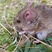 Haggard's Leaf-eared Mouse - Photo (c) jorgebrito, some rights reserved (CC BY-NC), uploaded by jorgebrito