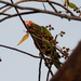 Cayman Brac Parrot - Photo (c) caymanmatt, some rights reserved (CC BY-NC), uploaded by caymanmatt