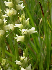 Spiranthes × stellata