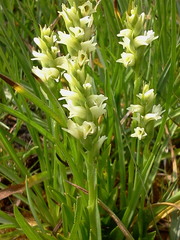 Spiranthes × stellata