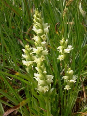 Spiranthes × stellata