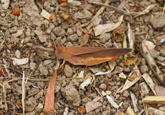 Goniaea australasiae